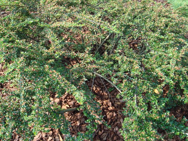 Cotoneaster hjelmqvistii P15